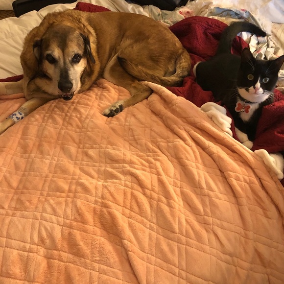 Meet your Posher, Lycia - Picture 4 of 4